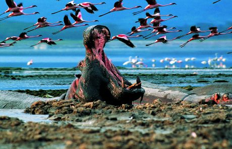 hippo and flamingoes